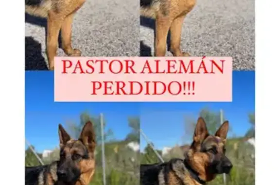 ¡Alerta! Pastor Alemán Perdido en Carmona