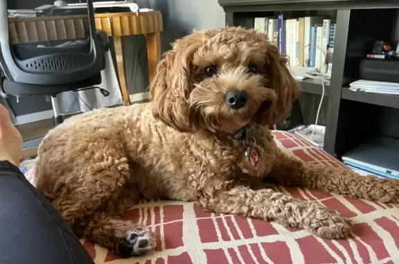 Lost Cavapoo in Mission Hills - Help Find Her!