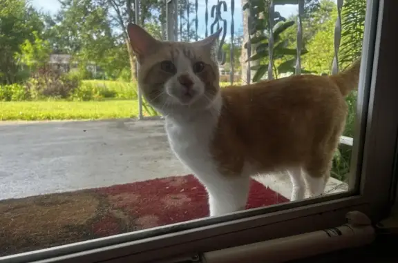 Lost Orange Tabby Male - Found on Kindig Rd!