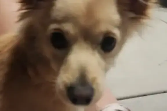 Lost Pup Alert: Golden Retriever-Chihuahua Mix!