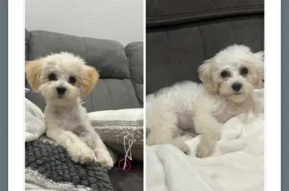 Lost Puppies in Houston - Help Find Them!