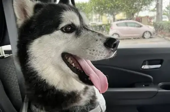 Lost Husky Found - NW 101st St, Miami