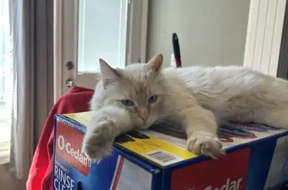 Lost Flame-Tipped Ragdoll Cat Near 47th Ct!