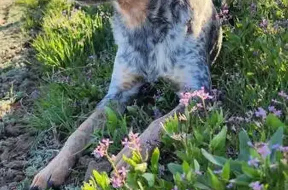 Lost Blue Heeler on Grant Rd - Help Find Him!