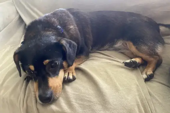 Lost Pup Alert: Senior Dachshund-Beagle Mix!