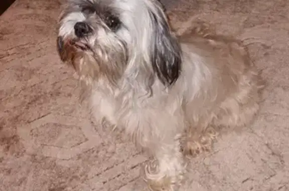 Found Yorkie: Silver/Black, 31st & Hardy