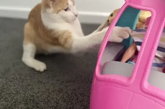 Missing cat , photo: Lost Female Cat: Ginger/White, Ear Wound - Wyndham