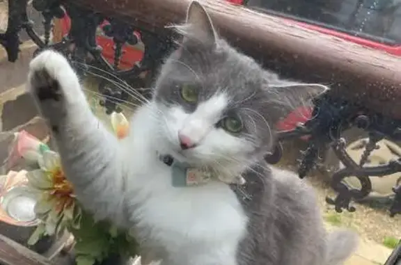 Chat perdu, , photo: Chat gris-blanc perdu à Venizy