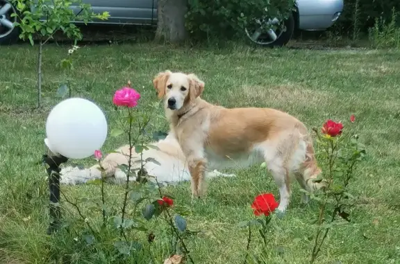 Animaux perdus Montaut, photo: Chien Perdu: Dakota, Montaut
