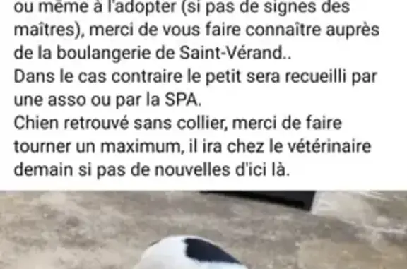 Chien Jack Russell trouvé, Val d'Oingt - photo