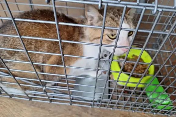 Chat roux/blanc trouvé à Ouzouer - photo