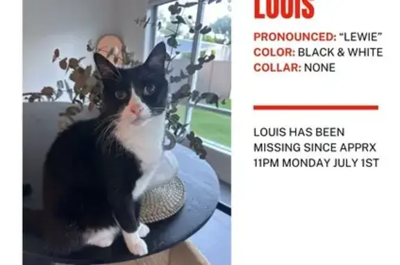 Lost Black & White Cat in Brisbane - Help!