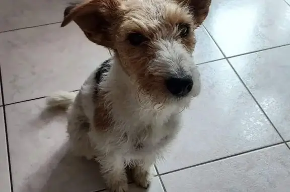 Animaux perdus Villedieu-sur-Indre, photo: Chien Fox Terrier Perdu à Villedieu