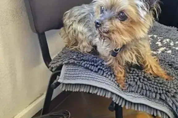 Chien perdu à Opio retrouvé - photo