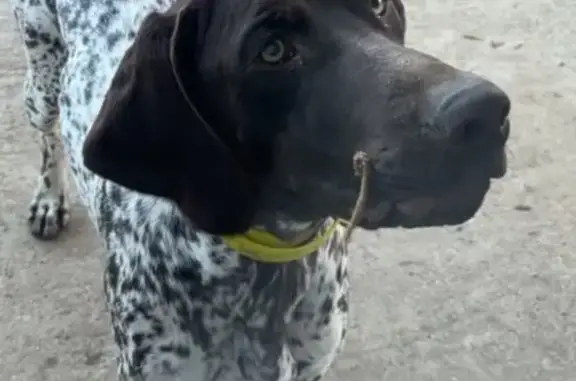 Chien perdu Saint-Cergues, photo : Chien perdu à Saint-Cergues