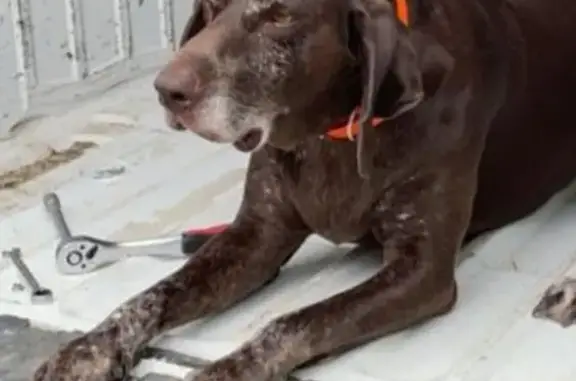 Chien perdu Saint-Cergues, photo : Lola, braque de 9 ans, disparue