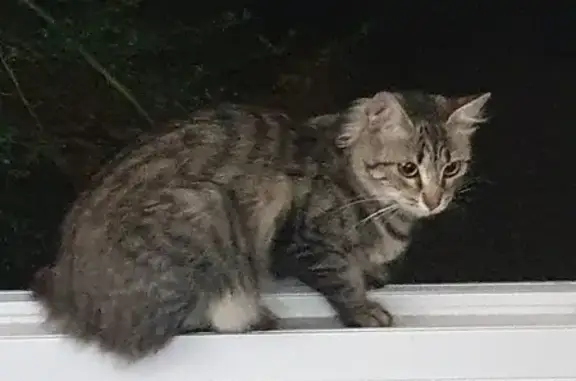 Chaton perdu boulevard Marseille - photo