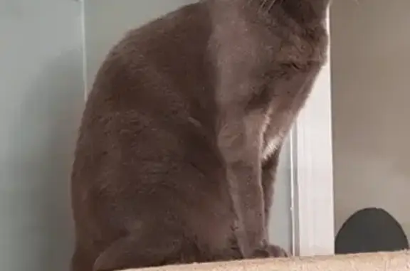 Animaux perdus , photo: Chat gris Titan disparu