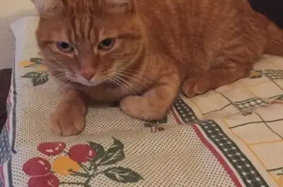 Chat perdu, Le Croisic, photo: Chat roux perdu au Croisic