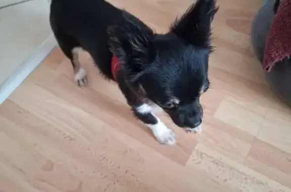 Chihuahua trouvé à Dieulouard - photo
