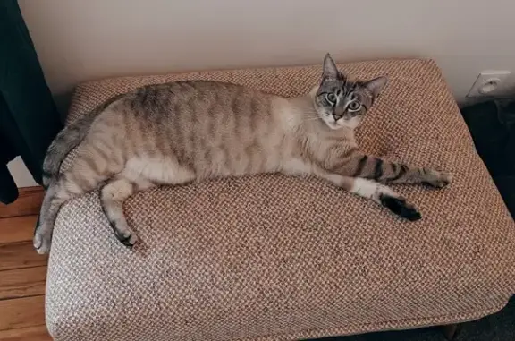 Animaux perdus Clermont-Ferrand, photo: Chat siamois disparu à Clermont