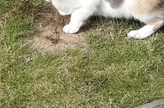 Chat trouvé Ploërmel, photo: Chatte tricolore trouvée à Ploërmel