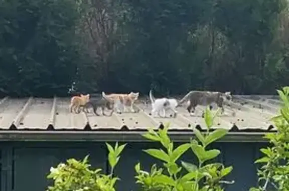 Chatte et chatons trouvés - photo