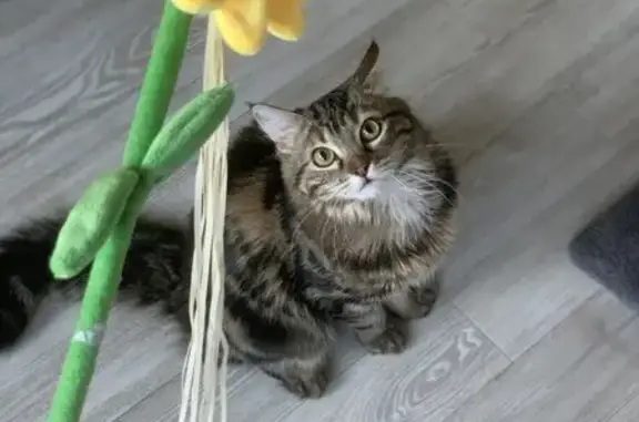 Chat perdu, , photo: Chatte tigrée perdue à Aloxe-Corton