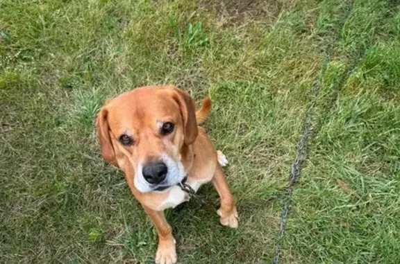 Animaux perdus Salignac-Eyvigues, photo: Chienne boxer/lab mixte perdue