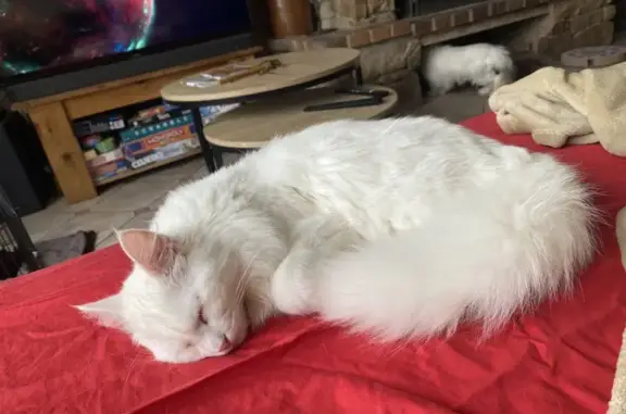Animaux perdus Pontault-Combault, photo: Chatte blanche perdue à Pontault