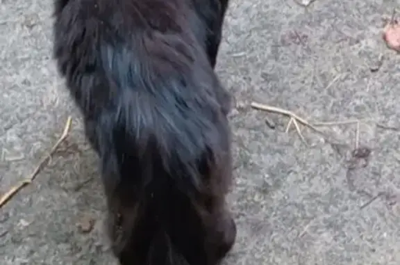 Animaux perdus Achicourt, photo: Chat noir et blanc perdu à Achicourt