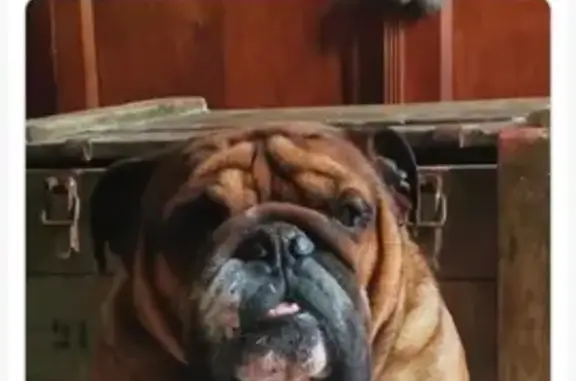 Animaux perdus Pessac, photo: Chien perdu à Pessac, Rue 99