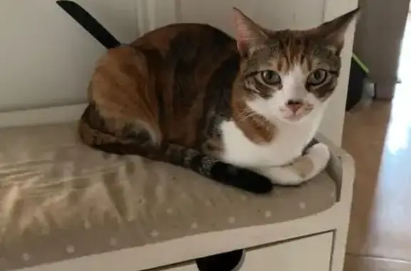 Animaux perdus Toulouse, photo: Chatte Isabelle perdue à Toulouse