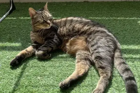 Animaux perdus Courbevoie, photo: Chat tigré perdu à Courbevoie