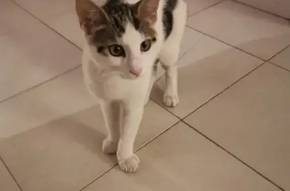 Chaton de 4 mois trouvé à Cagnes - photo