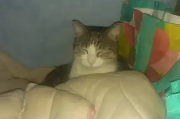 Animaux perdus Besançon, photo: Chatte gris-blanc perdue à Besançon