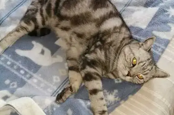 Chat trouvé à Binic, puce 932 - photo