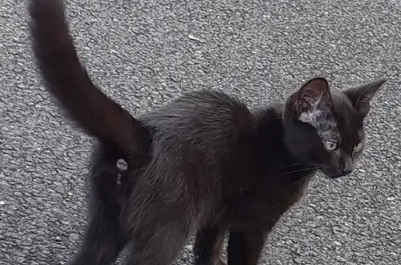 Chaton noir trouvé à Châteauroux - photo