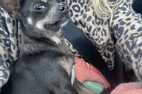 Chihuahua gris/beige perdu au Portel - photo
