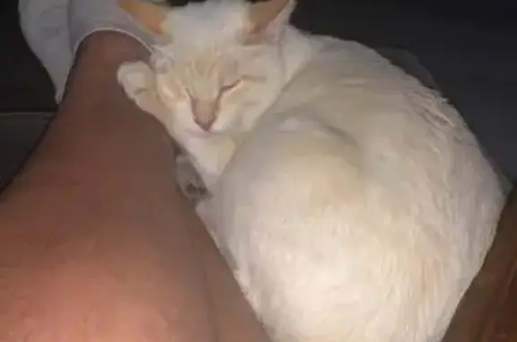 Chat perdu, Le Havre, photo: Chaton Ulysse disparu au Havre