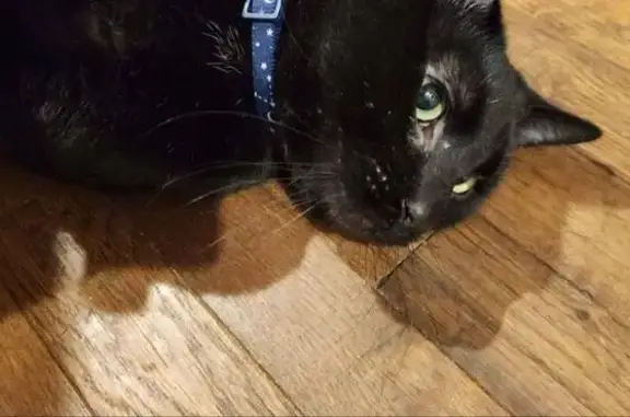 Lost Black Male Cat - Country Club Rd, Columbus!