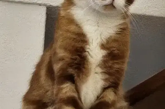 Animaux perdus Dagneux, photo: Chat roux perdu près de A42