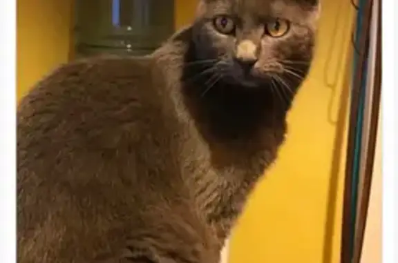 Animaux perdus Marcigny, photo: Chatte chartreuse perdue à Marcigny