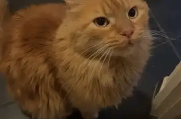 Animaux perdus Valence, photo: Chat perdu à Valence, Laprat 7