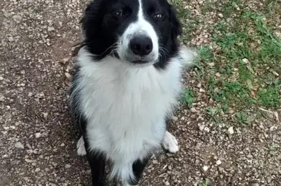 Chien noir et blanc trouvé à Feuillade - photo
