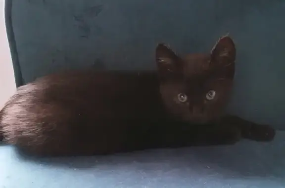 Chaton noir trouvé à Rannée - photo