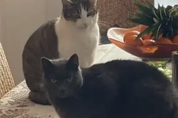 Animaux perdus Marcigny, photo: Chatte chartreuse disparue à Marcigny