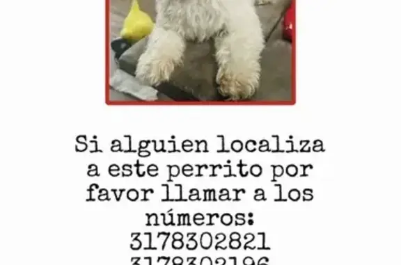 Help Find Max! Small, Fluffy, Tri-color Dog Lost