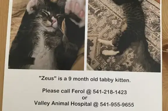 Lost Tabby Zeus: White Paws, Grants Pass!