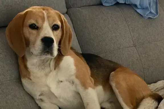 Chien perdu , photo : Alerte: Beagle Popeye disparu